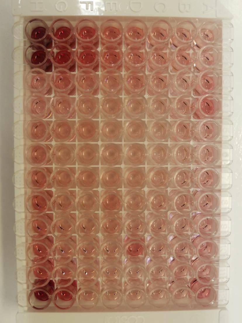 Human IL-12 p70 Quantikine HS ELISA Kit HS120