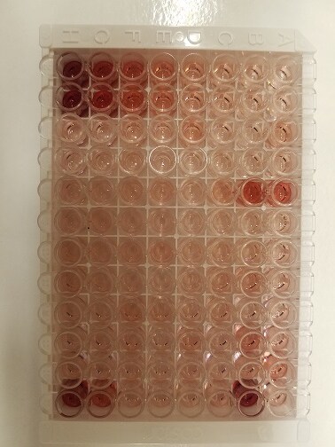 Human IL-12 p70 Quantikine HS ELISA Kit HS120