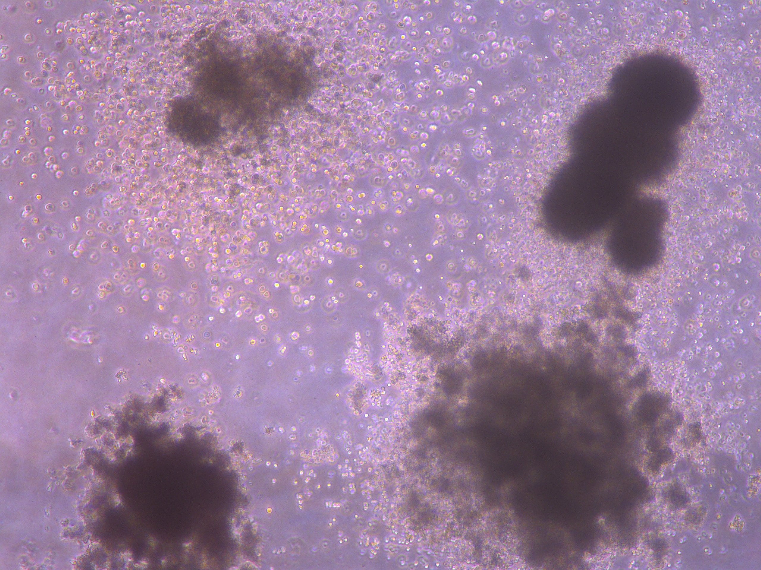 Mouse Methylcellulose Complete Media HSC007
