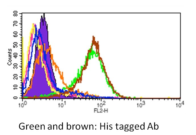 His Tag PE‑conjugated Antibody IC050P