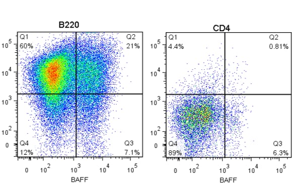 Mouse BAFF/BLyS/TNFSF13B Alexa Fluor® 488‑conjugated Antibody IC1357G