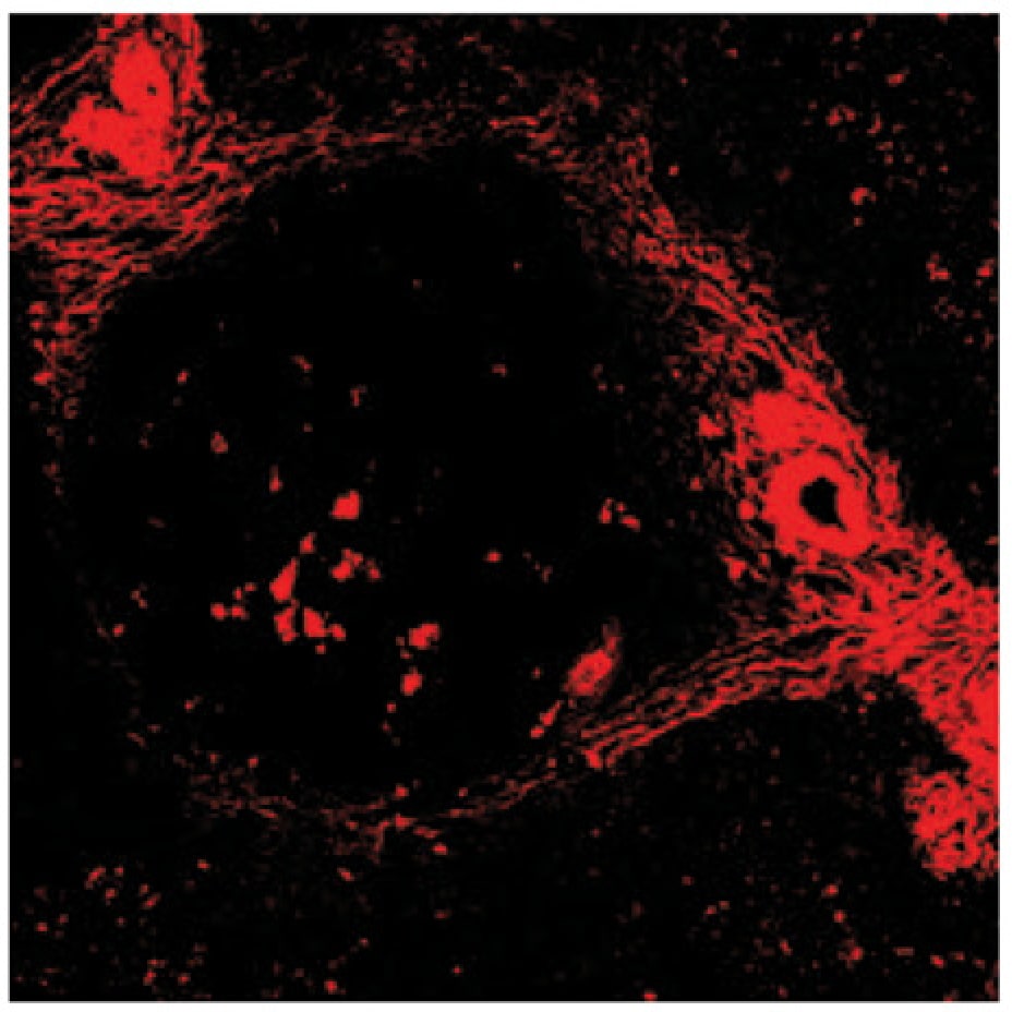 Human alpha-Smooth Muscle Actin Alexa Fluor® 405-conjugated Antibody IC1420V