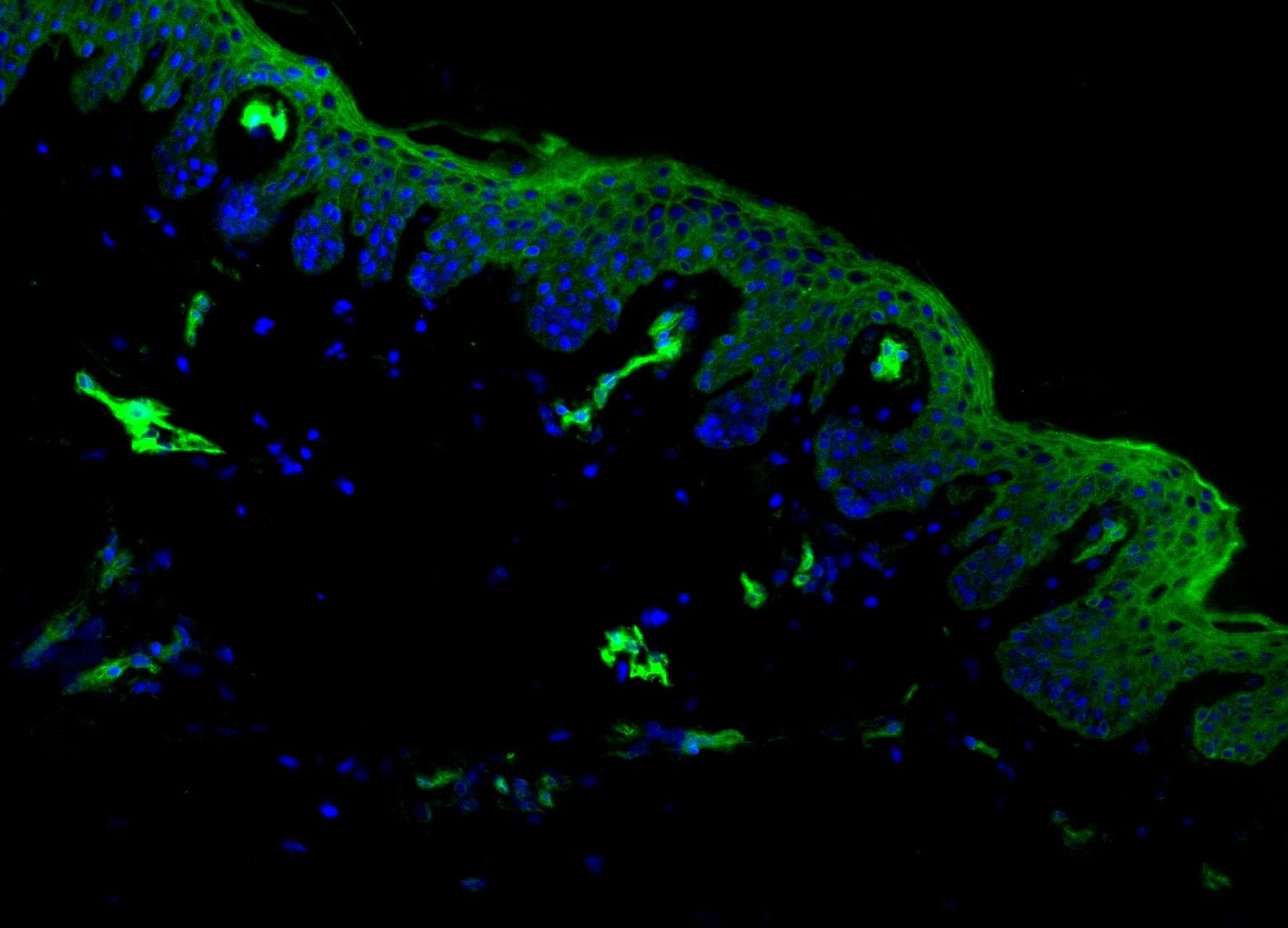 Human ADAM10 Ectodomain Fluorescein‑conjugated Antibody IC1427F