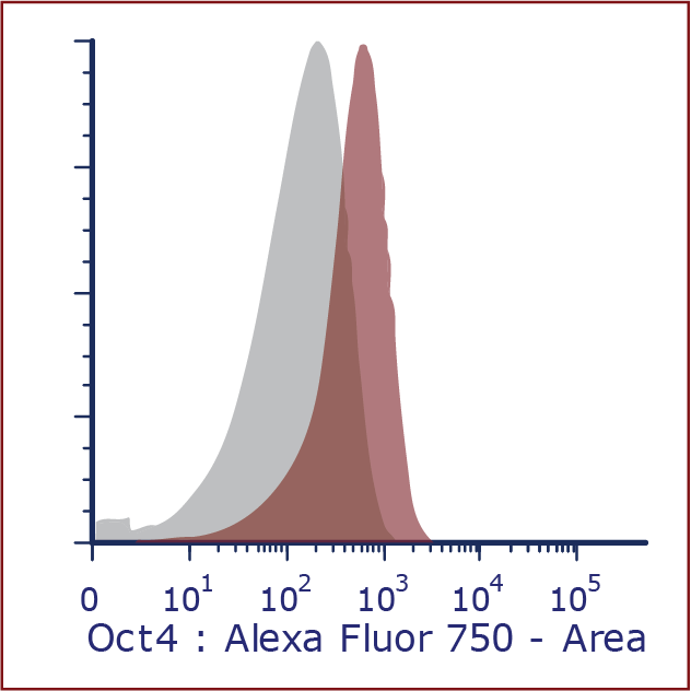 Human/Mouse Oct-3/4 Alexa Fluor® 750-conjugated Antibody IC1759S