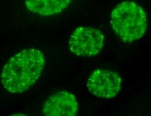 Human SOX17 Alexa Fluor® 488‑conjugated Antibody IC19241G