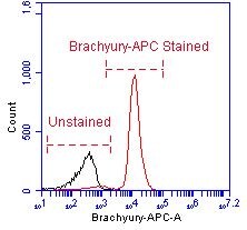 Human/Mouse Brachyury APC‑conjugated Antibody IC2085A