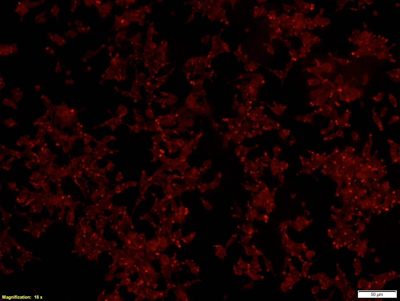 Human G‑CSF APC‑conjugated Antibody IC2141A