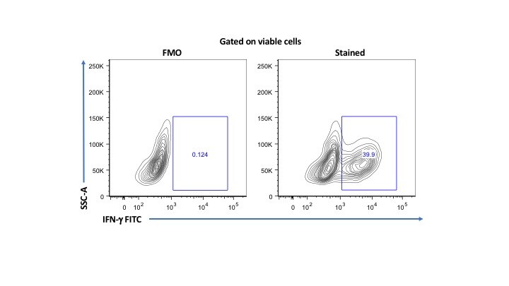 Human IFN‑ gamma  Fluorescein‑conjugated Antibody IC285F