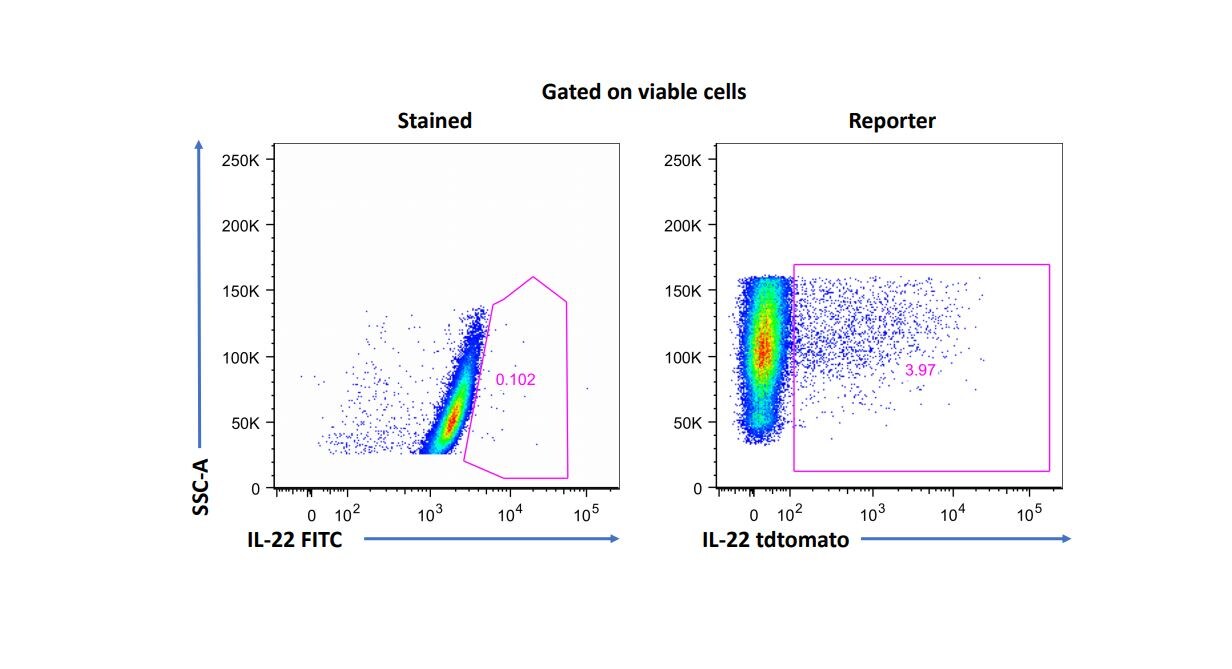 Mouse IL‑22 Fluorescein‑conjugated Antibody IC582F