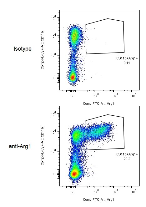 Human/Mouse Arginase 1/ARG1 Fluorescein‑conjugated Antibody IC5868F