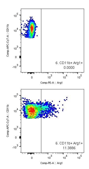 Human/Mouse Arginase 1/ARG1 PE‑conjugated Antibody IC5868P