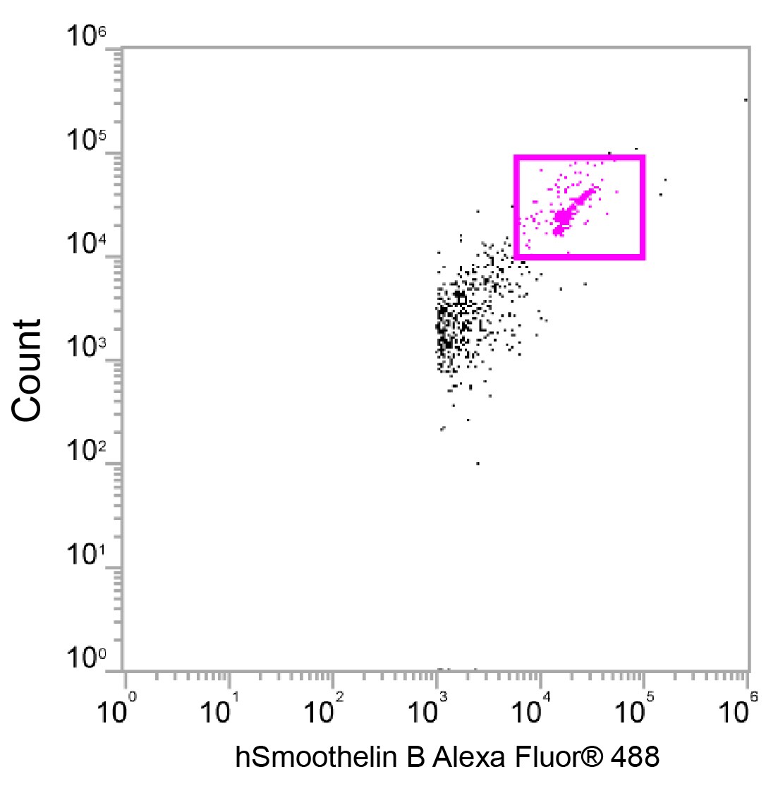 Human Smoothelin B Alexa Fluor® 488-conjugated Antibody IC8278G