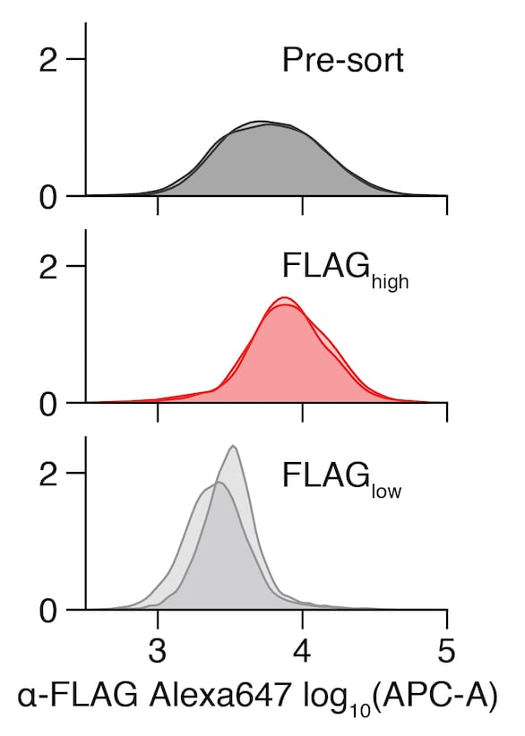 DYKDDDDK Epitope Tag Alexa Fluor® 647‑conjugated Antibody IC8529R
