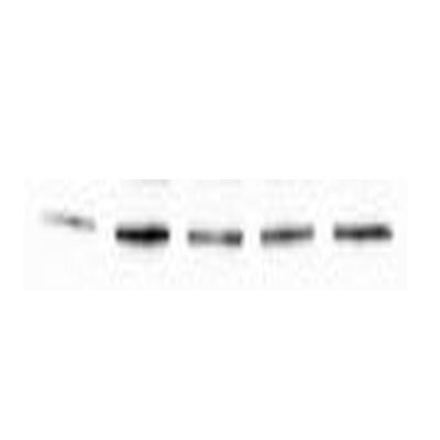 HIF-1 alpha Antibody NB100-449