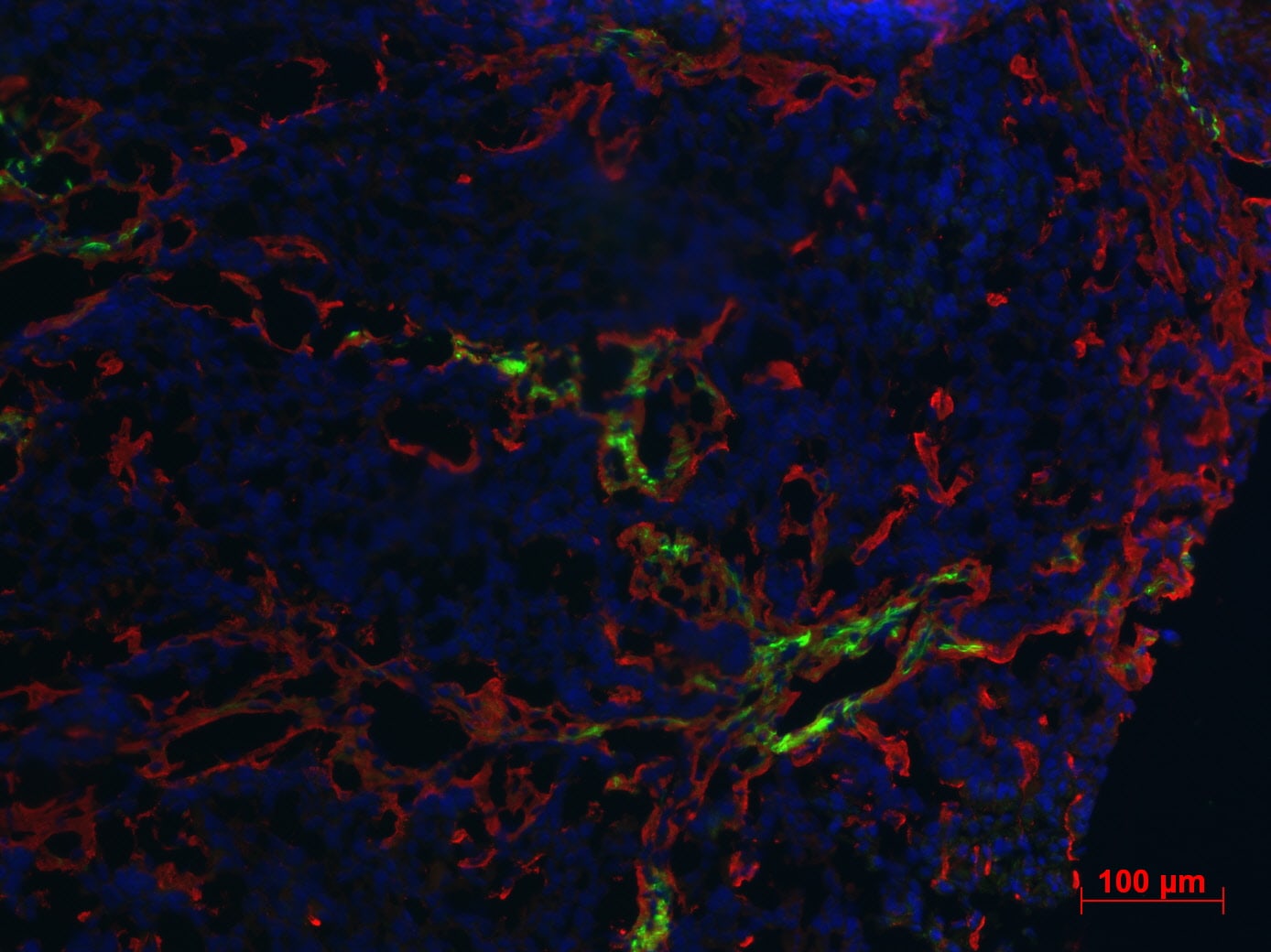 Collagen I Antibody - BSA Free NB600-408