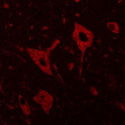 RanBP1 Antibody - BSA Free NB100-79814