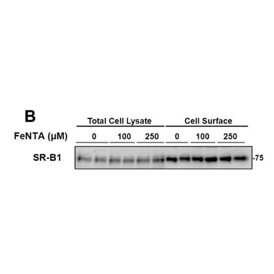 SR-BI Antibody - BSA Free NB400-104