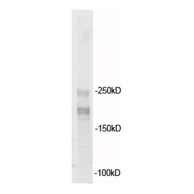 GW182 Antibody - BSA Free NBP1-28751