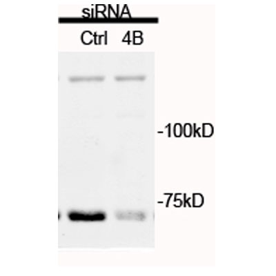 eIF4B Antibody NB100-93308