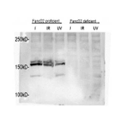 FANCD2 Antibody - BSA Free NB100-182