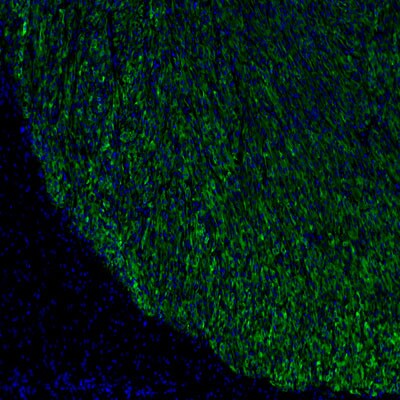 Luciferase Antibody - BSA Free NB100-1677