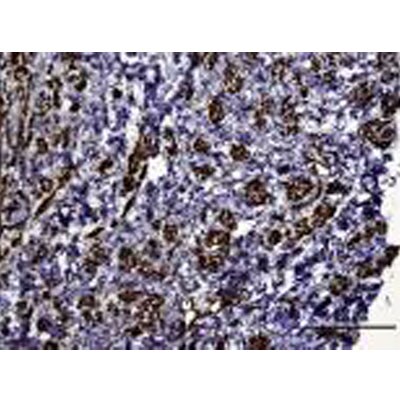 HIF-1 alpha Antibody - BSA Free NB100-479