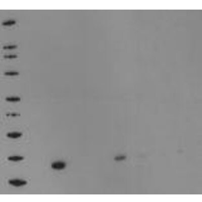 DNAJC30 Antibody - Azide and BSA Free H00084277-B01P