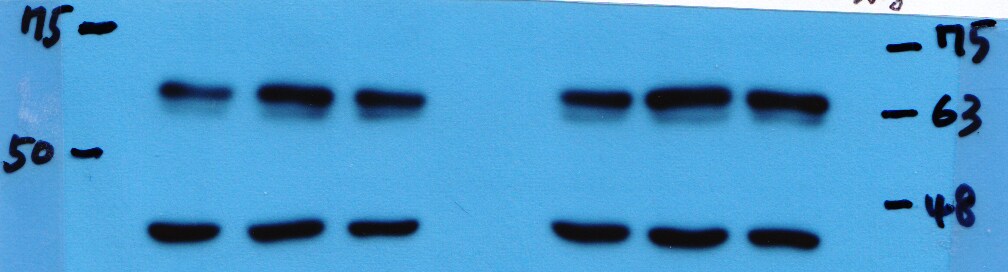Hexim 1 Antibody NBP1-71867