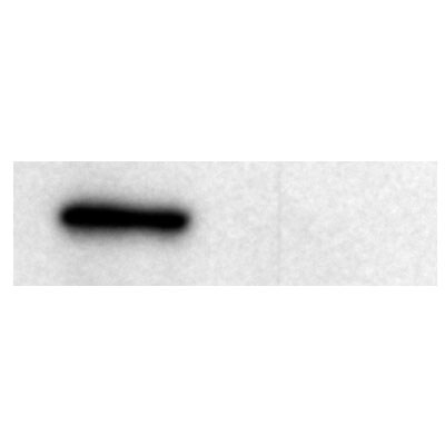 ATM Antibody - BSA Free NB100-104