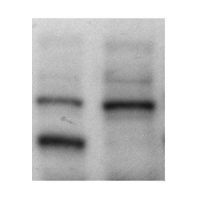 Artemis Antibody - BSA Free NB100-183