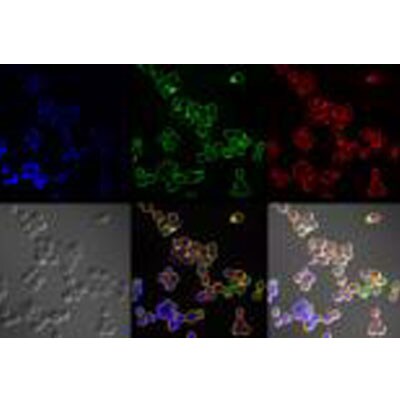 GPR146 Antibody - BSA Free NBP1-02659