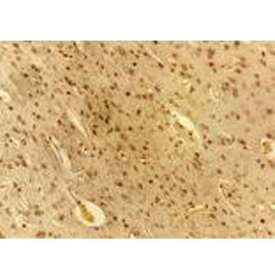 VEGF Antibody (VG76e) - BSA Free NB100-648