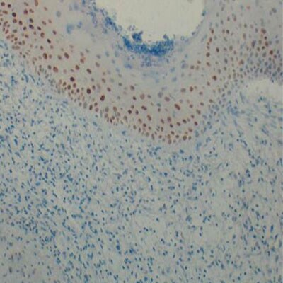 HIF-1 alpha Antibody - BSA Free NB100-479