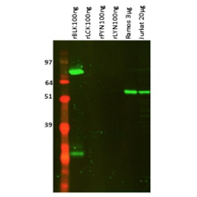 Blk Antibody (7A12) - Azide and BSA Free H00000640-M02