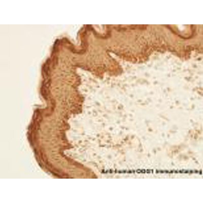 OGG1 Antibody - BSA Free NB100-106