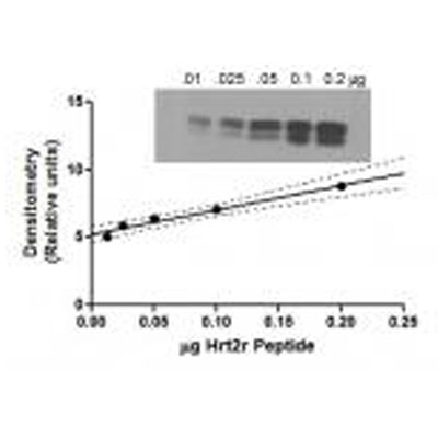 Recombinant Human Orexin R2/HCRTR2 GST (N-Term) Protein H00003062-Q01