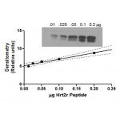 Orexin R2/HCRTR2 Antibody (1E3) - Azide and BSA Free H00003062-M01