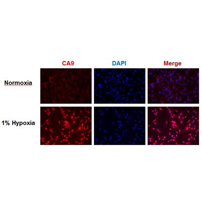 Carbonic Anhydrase IX/CA9 Antibody [DyLight 488] NB100-417G