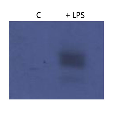 HIF-1 alpha Antibody NB100-449