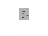 TLR4 Antibody (76B357.1) - BSA Free NB100-56566