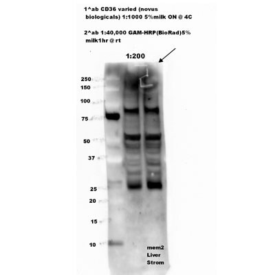 CD36 Antibody (D-2712) - BSA Free NB110-59724