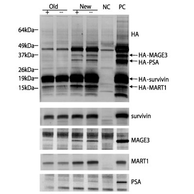 Survivin Antibody - BSA Free NB500-201
