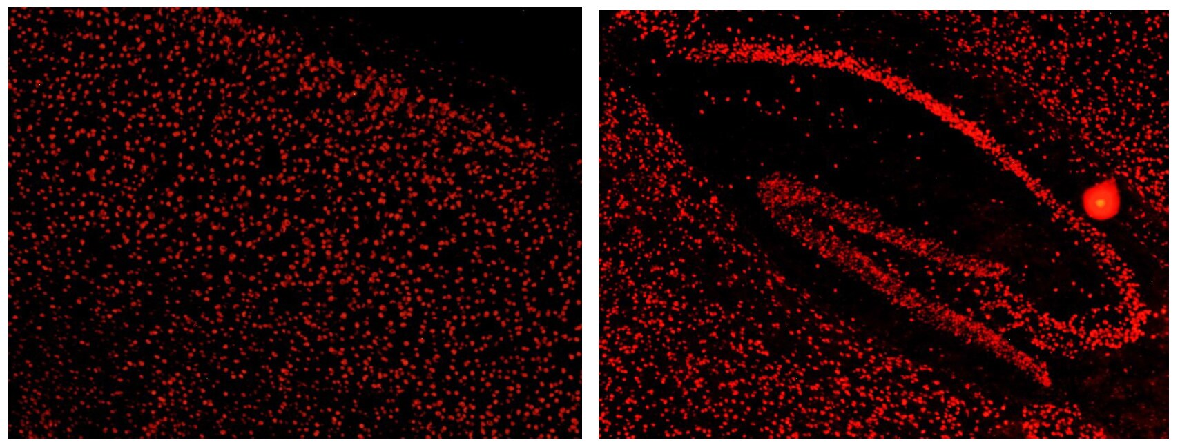 KHSRP Antibody NBP1-18910