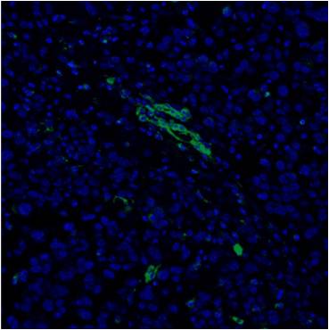CD31/PECAM-1 Antibody - BSA Free NBP1-71663