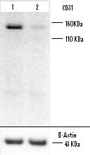 CD31/PECAM-1 Antibody - BSA Free NBP1-71663