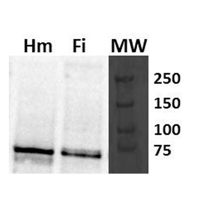MTO1 Antibody - BSA Free NBP1-54767