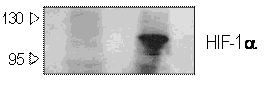HIF-1 alpha Antibody (H1alpha67) NB100-105