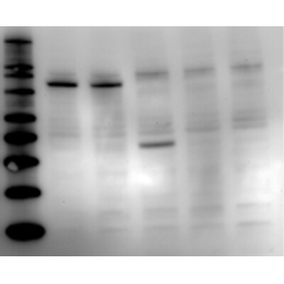 HA Tag Antibody - BSA Free NB600-363