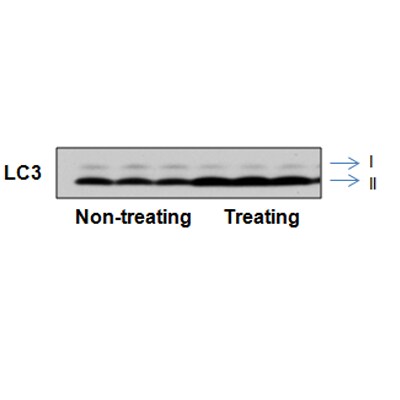 LC3B Antibody - BSA Free NB100-2220