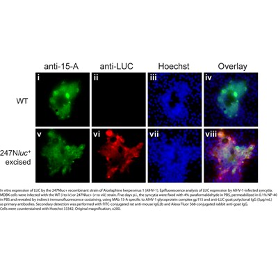 Luciferase Antibody - BSA Free NB100-1677
